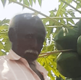Increased quality and size in papaya